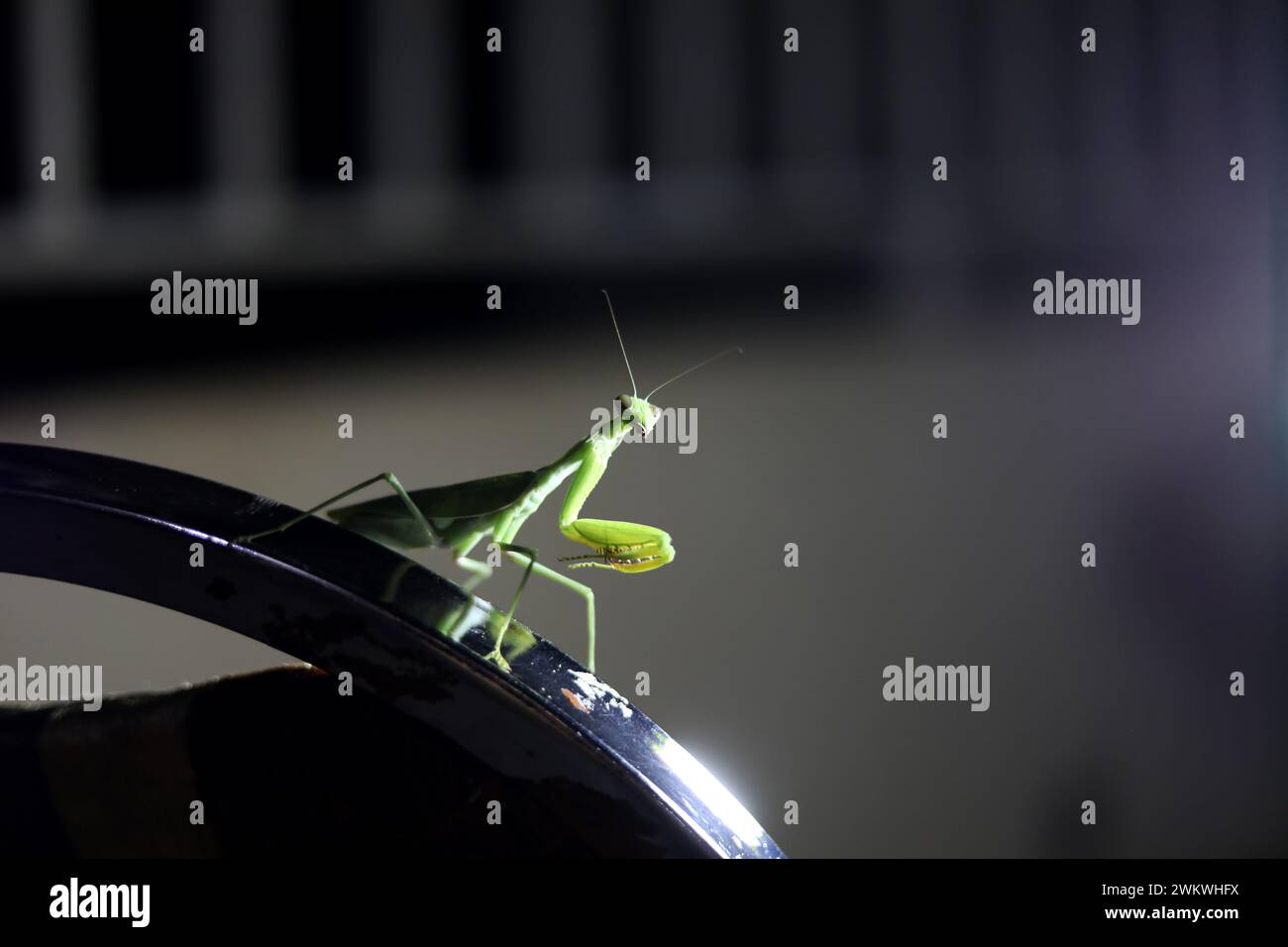 A Praying Mantis pictured attracted to the light during a blackout in ...