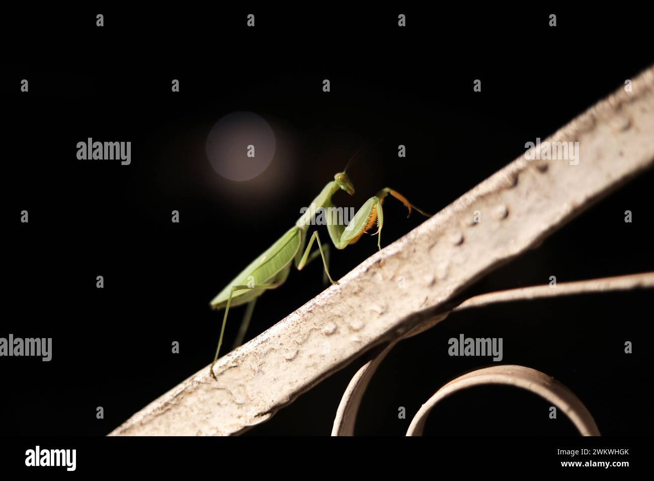 A Praying Mantis pictured attracted to the light during a blackout in ...