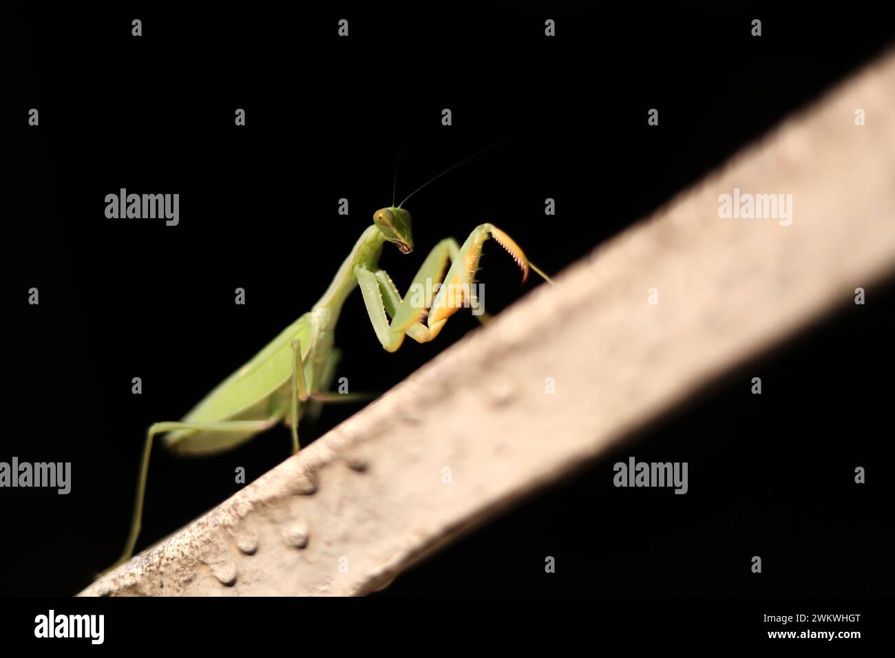 A Praying Mantis pictured attracted to the light during a blackout in ...