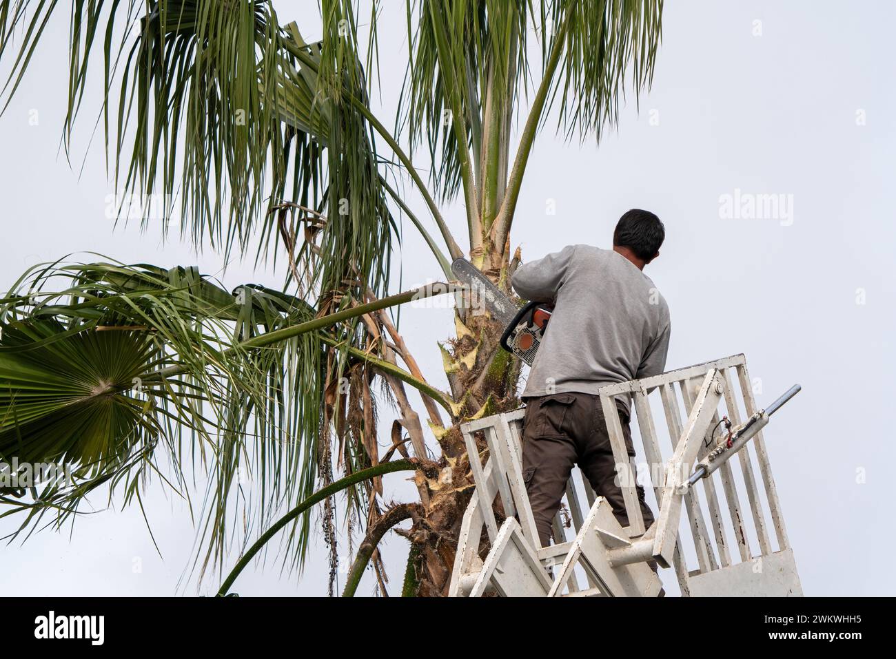 Worker pruning a palm tree with a tree saw Stock Photo