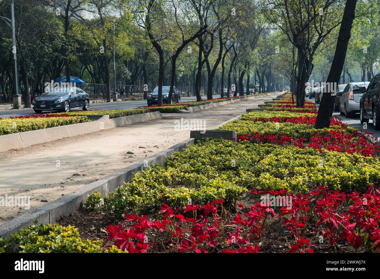 Flowerbed and the treelined Paseo de la Reforma in downtown Mexico City, Mexico Stock Photo