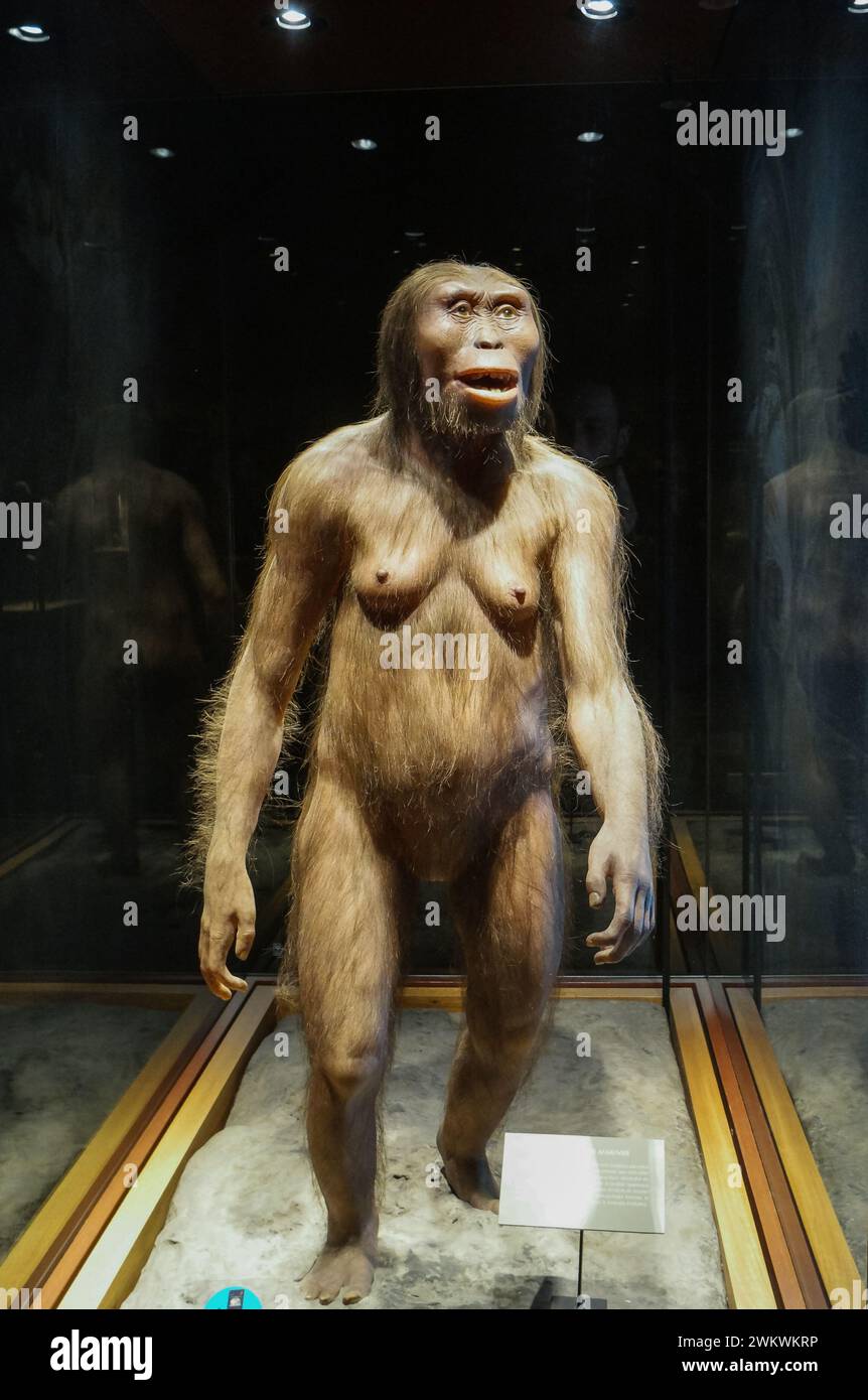 Reconstruction of Lucy, belonging to the hominin species Australopithecus Afarensis, in the National Museum of Anthropology, Mexico City. Stock Photo