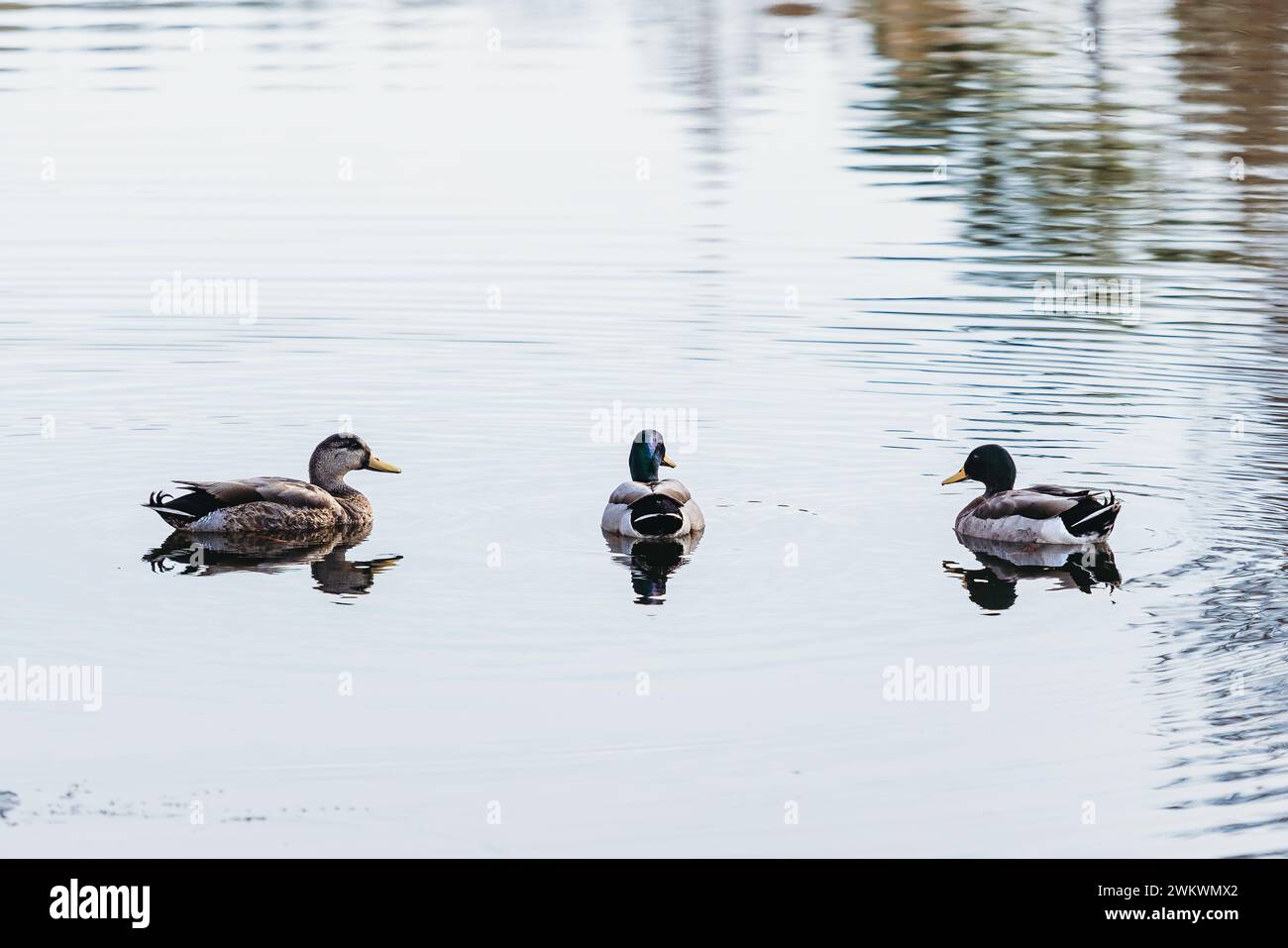 Group of three Mallard ducks swimming on a lake Stock Photo