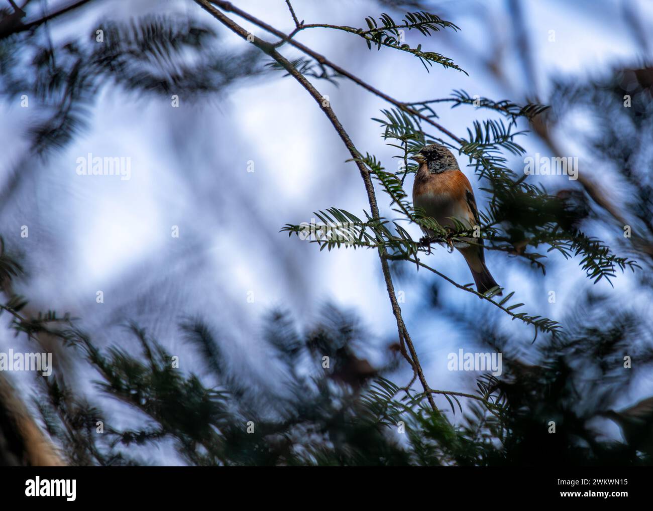 Brambling dazzles in the woodlands of Europe and Asia, its vibrant plumage adding color to seasonal migrations. Stock Photo