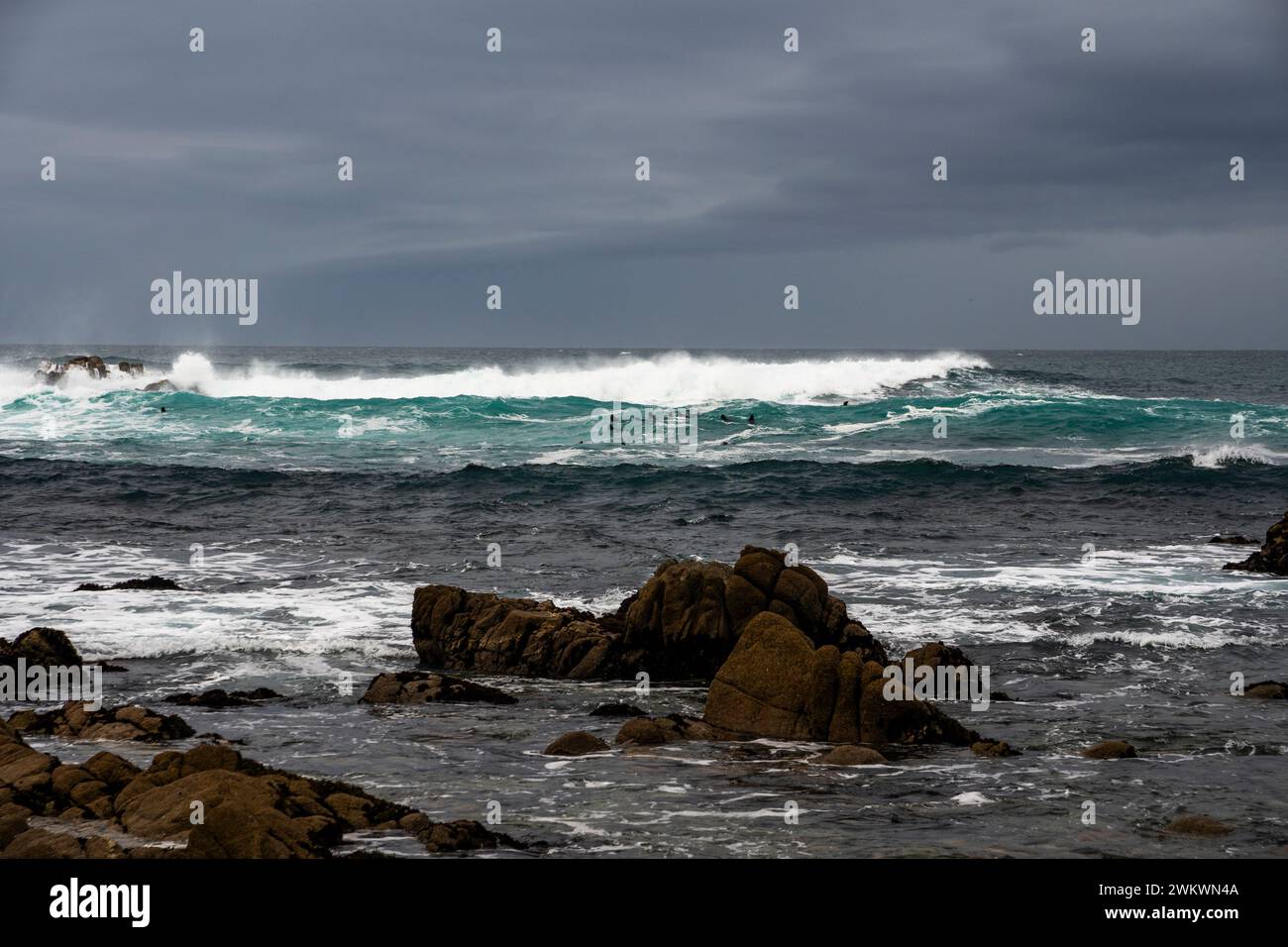 Family of sea otters swimming in high surf off Point Pinos; Ocean View