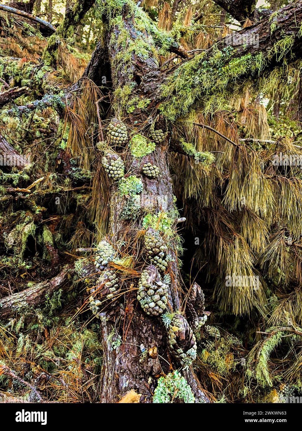 Pine cones on a tree at Inspiration Point; Palo Corona Regional Park
