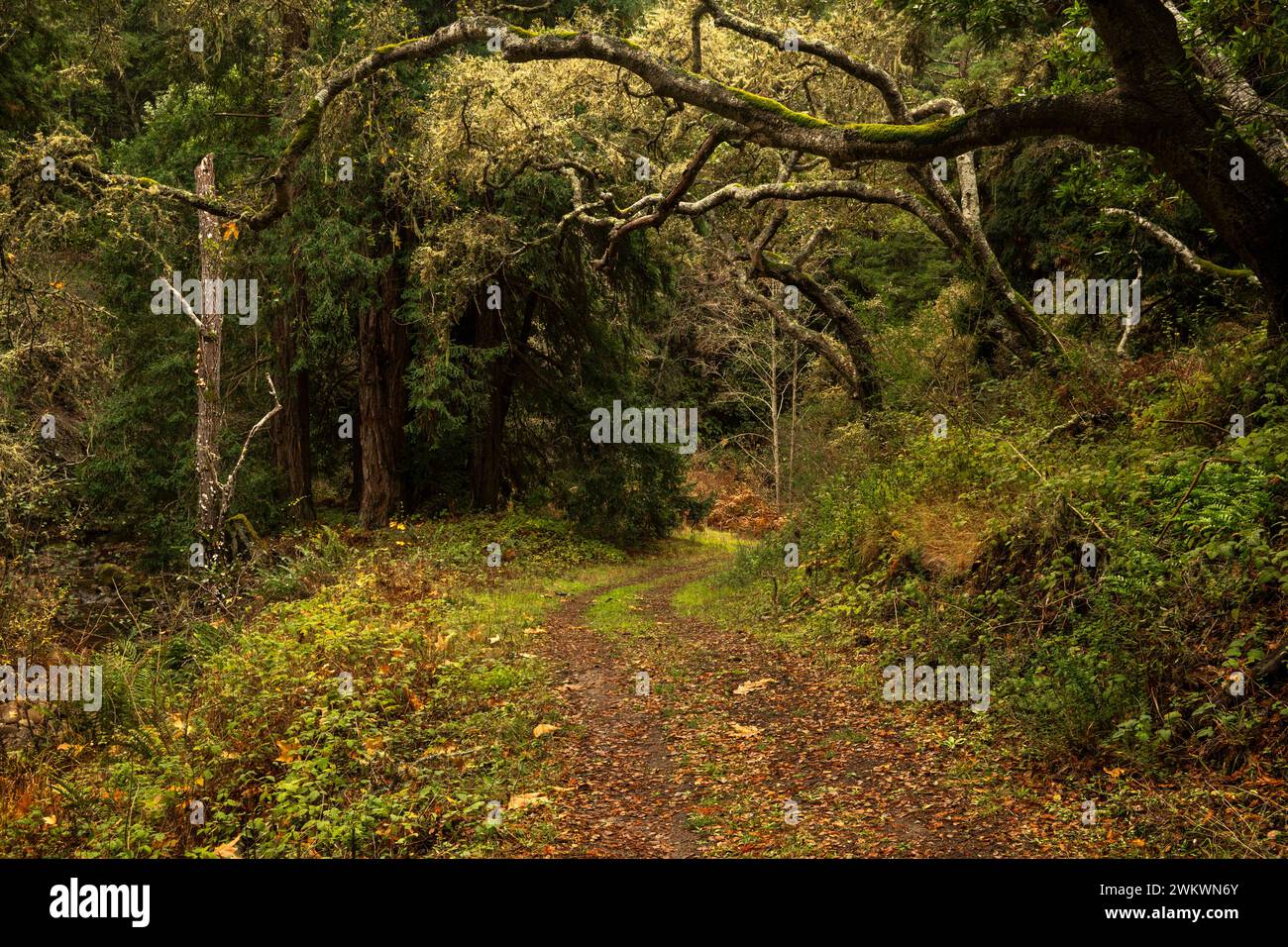 San Jose Creek Trail, Palo Corona Regional Park, Carmel Valley, California. Stock Photo