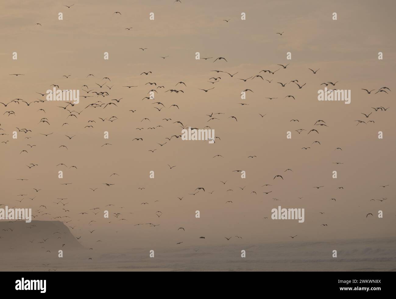 Sky full of birds hi-res stock photography and images - Alamy