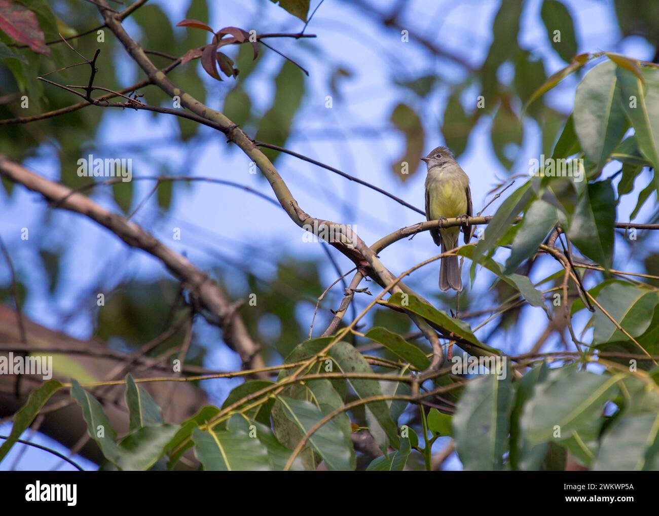 Yellow-Bellied Elaenia (Elaenia flavogaster) spotted outdoors Stock Photo