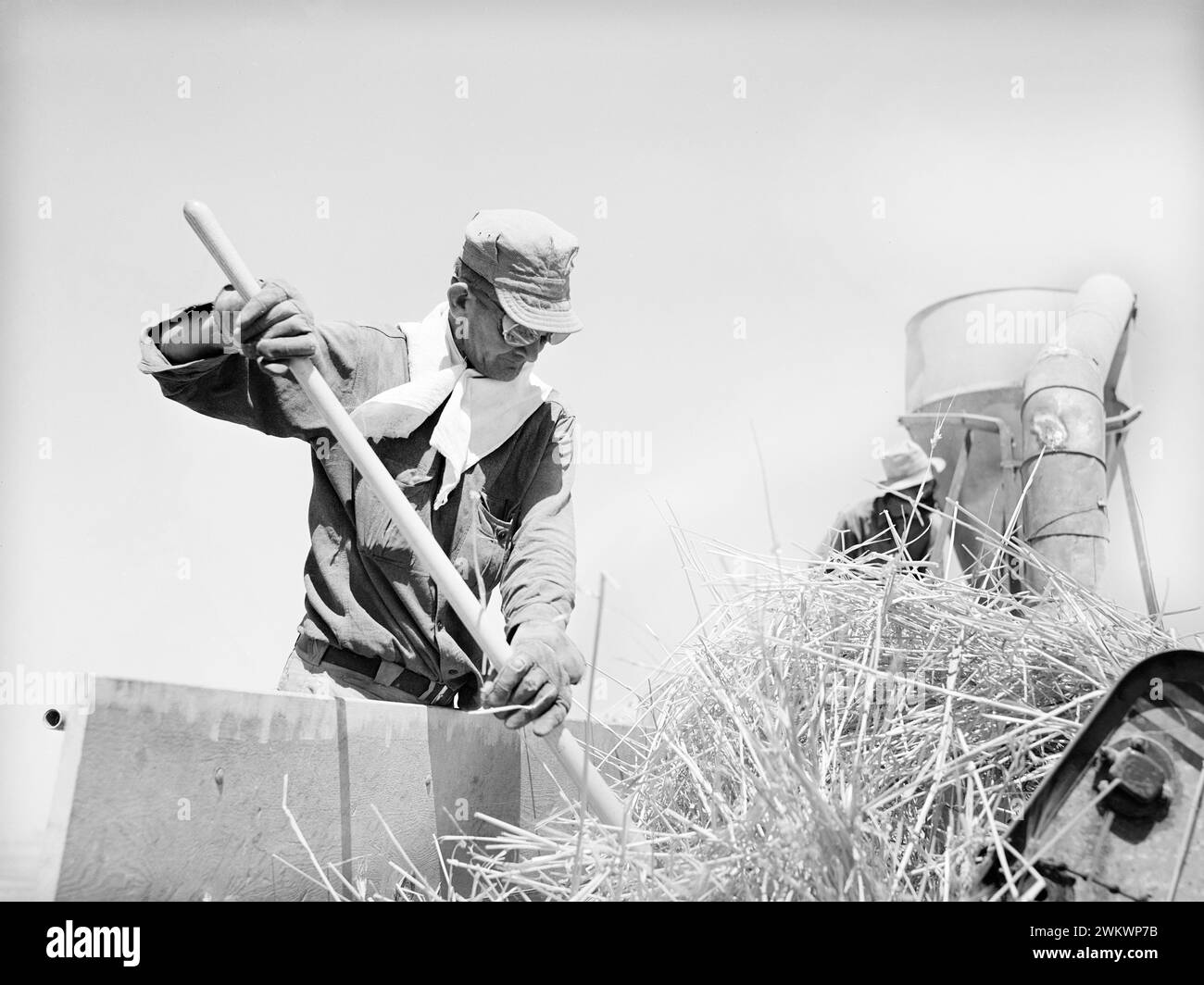 Agricultural worker at hay chopper, the Casa Grande Valley Farms, Pinal County, Arizona, USA, Russell Lee, U.S. Farm Security Administration, May 1940 Stock Photo