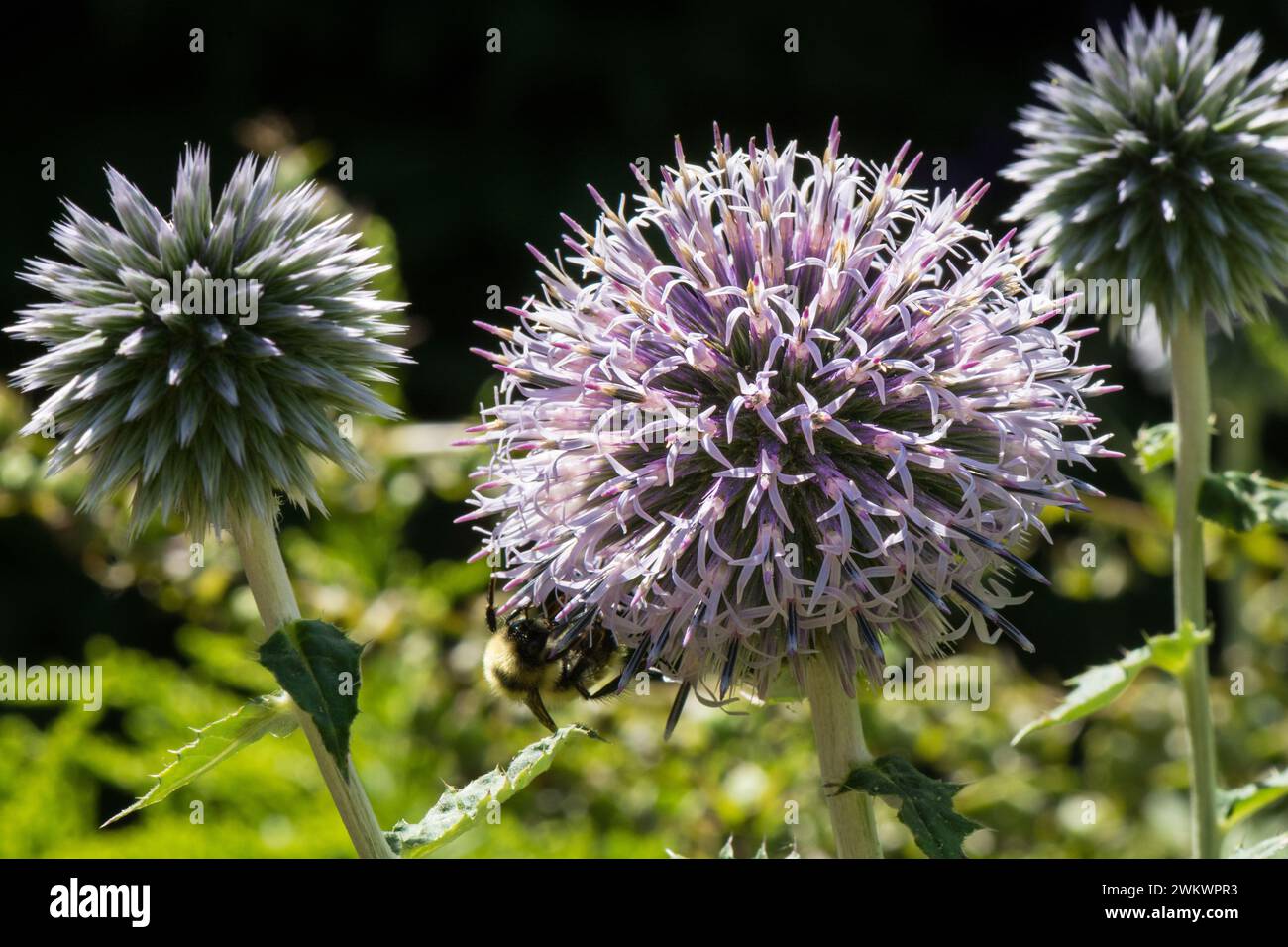 The attractive round flowerheads of Echinops commonly known as Globe Thistle Stock Photo