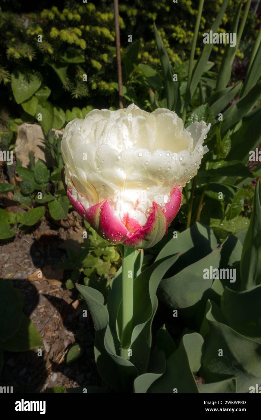 A rare and unusual double late 'Ice Cream tulip' variety named for its cream coloured petals at the top of the flower cup. Stock Photo