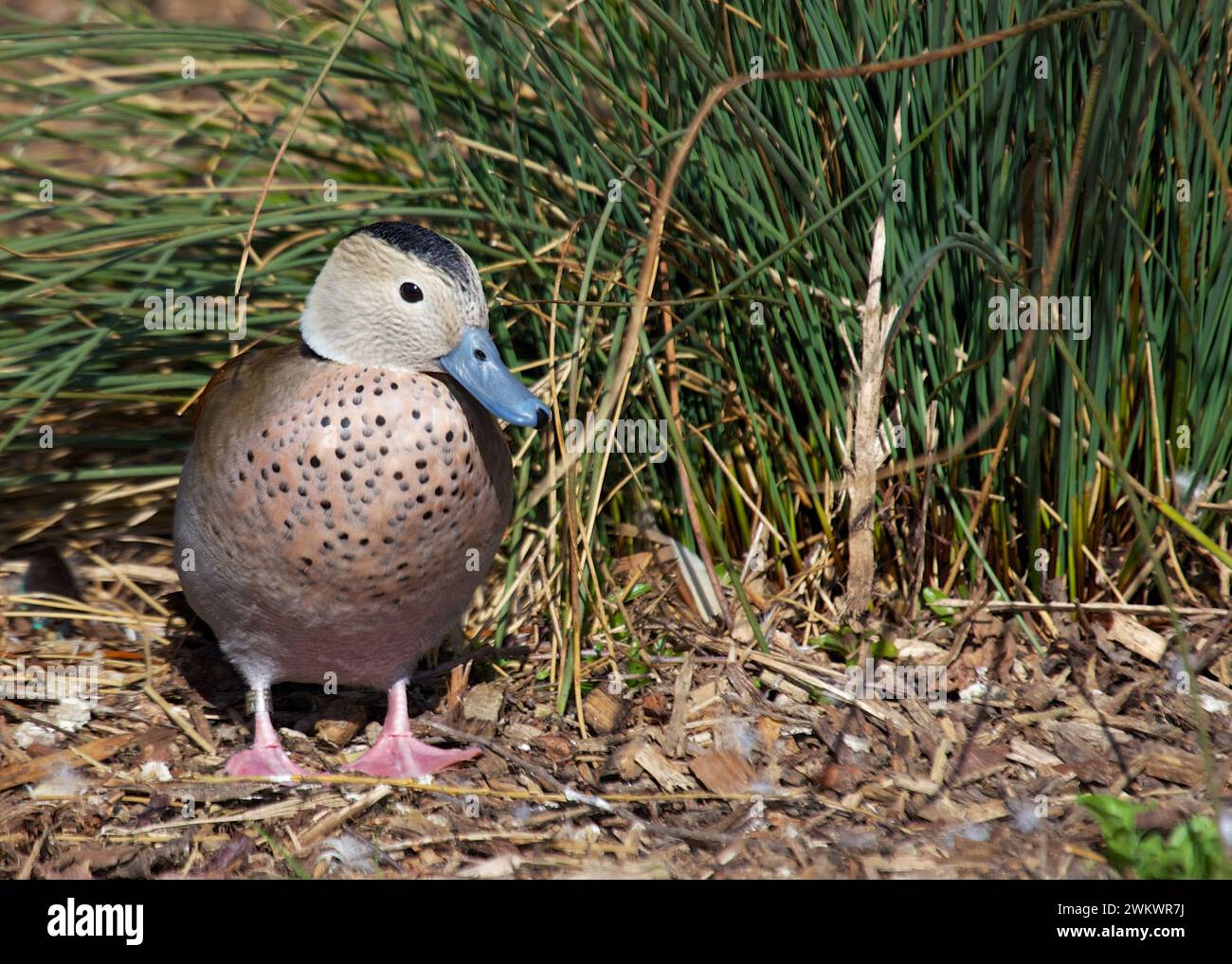 Ringed Teal Duck spotted in the wilds of Africa Stock Photo