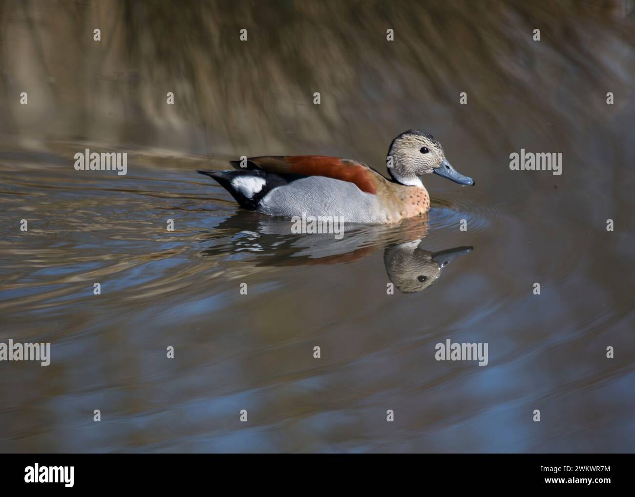 Ringed Teal Duck spotted in the wilds of Africa Stock Photo