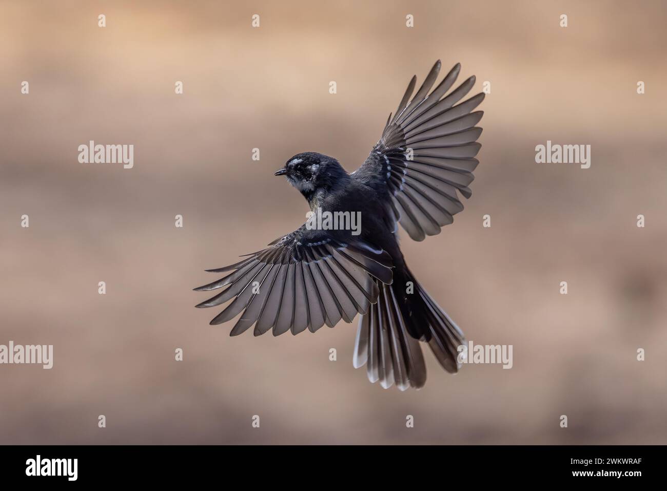 Australian Grey Fantail in flight Stock Photo Alamy