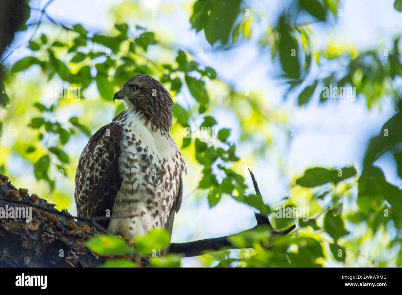 Northern Harrier (Circus cyaneus) spotted in Central Park, New York Stock Photo