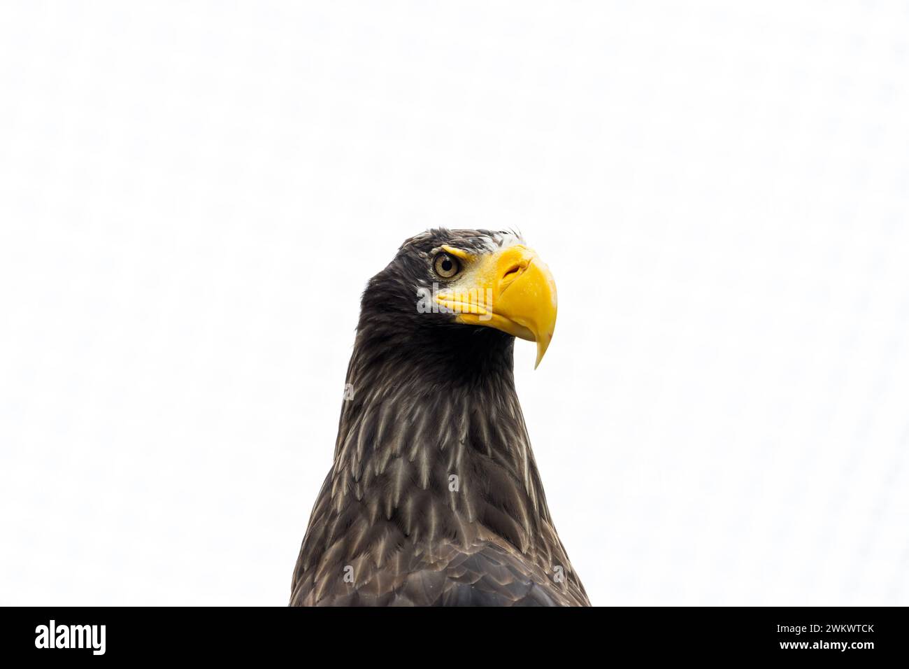 Largest eagle of the world hi-res stock photography and images - Alamy