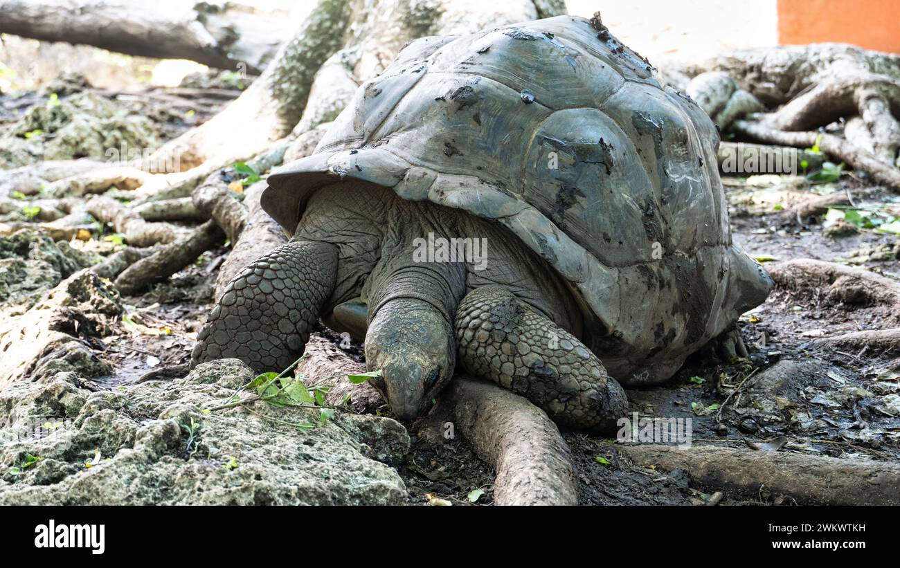 Giant tortoise Aldabra turlte Zanzibar Prison Island Changuu Stock ...