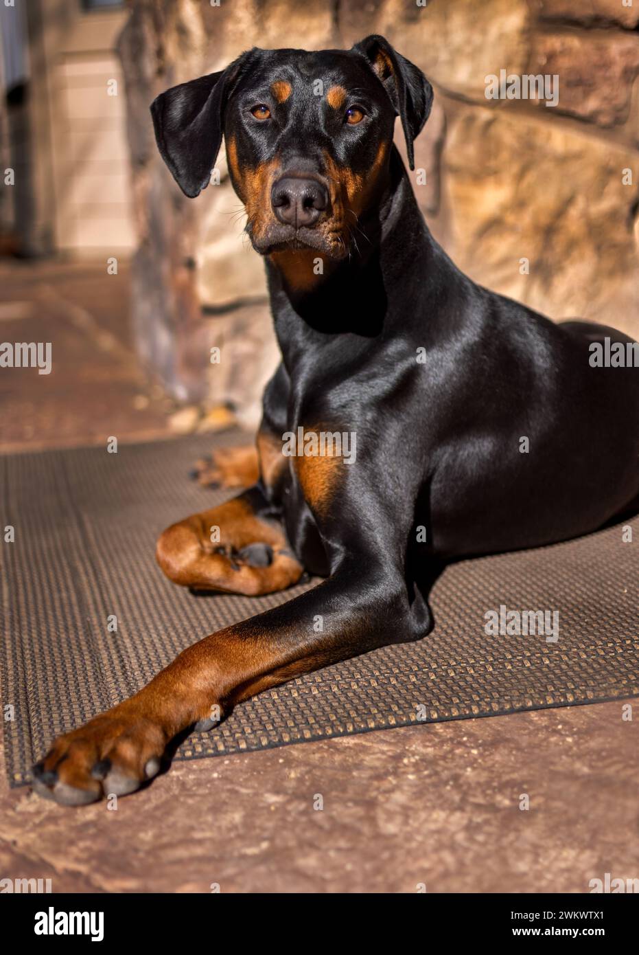 Doberman Pinscher puppy, 1 year old, laying in the sun on a patio carpet Stock Photo