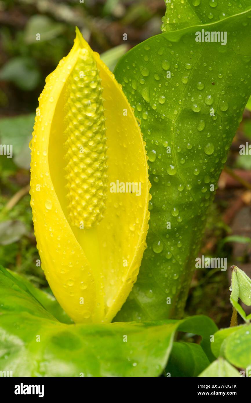 Skunk cabbage along Ocean to Bay Trail, Big Creek Park, Newport, Oregon