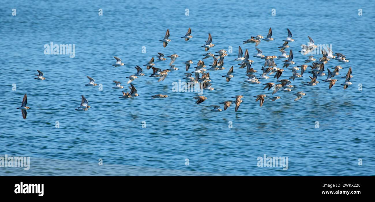 Shorebird flock on Yaquina Bay, Newport, Oregon Stock Photo