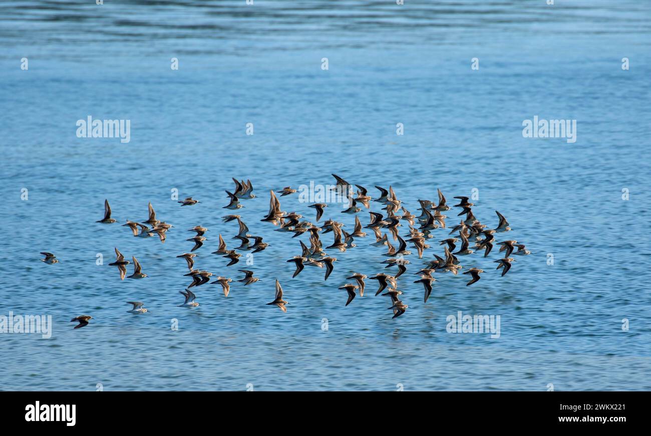 Shorebird flock on Yaquina Bay, Newport, Oregon Stock Photo