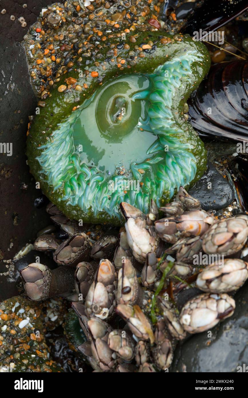 Green anemone and gooseneck barnacles with mussels, Yachats State Park, Oregon Stock Photo