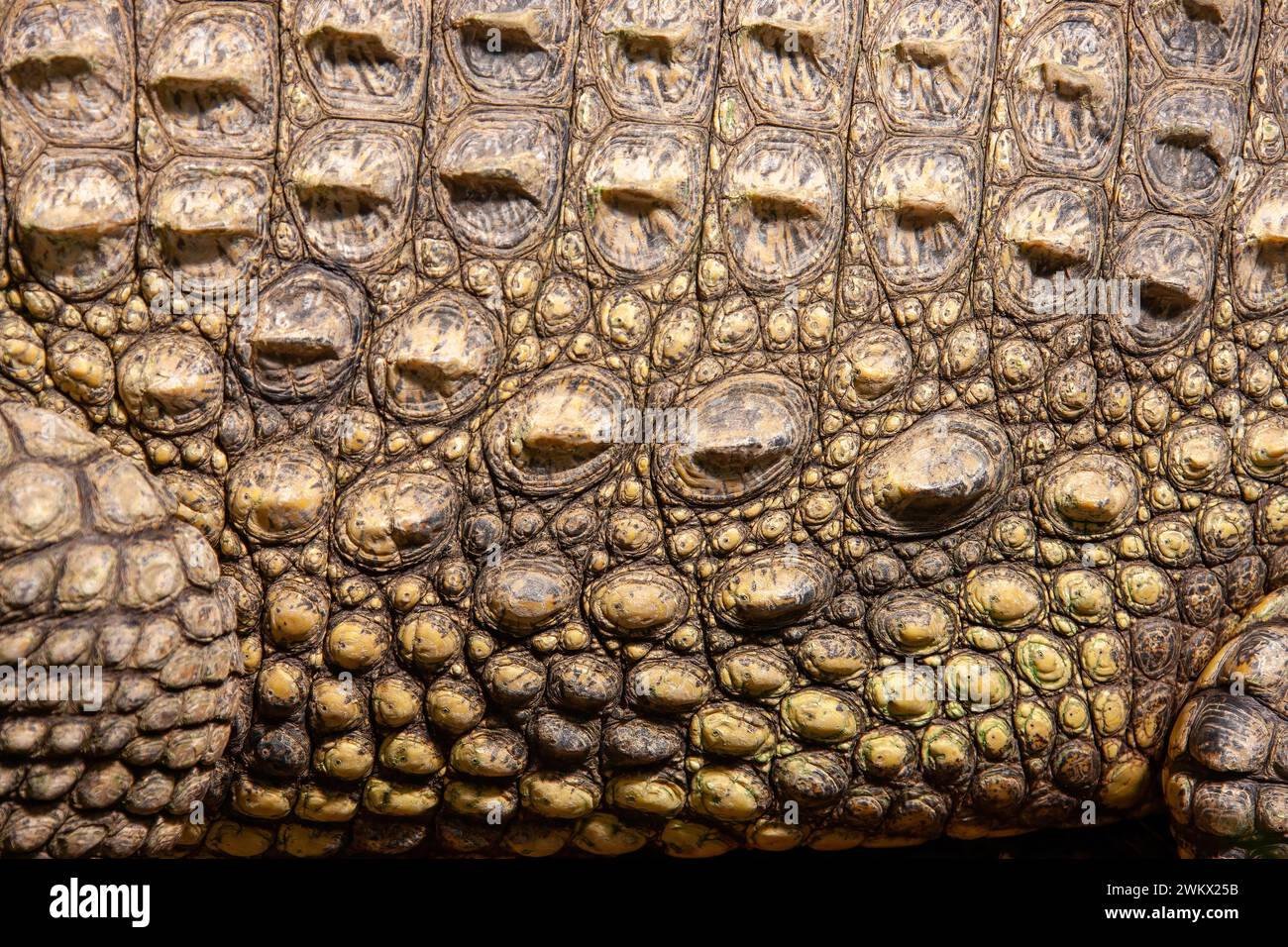 Close up of texture and pattern of nile crocodile ( Crocodylus niloticus ) scales and scutes from living animal, South Luangwa National Park, Zambia Stock Photo