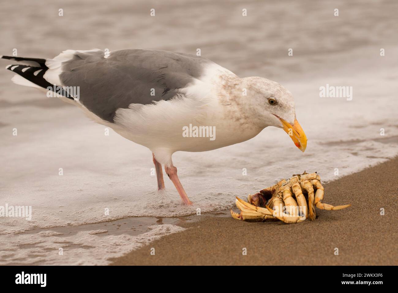 gull-with-crab-on-beach-siletz-bay-park-lincoln-city-oregon-stock