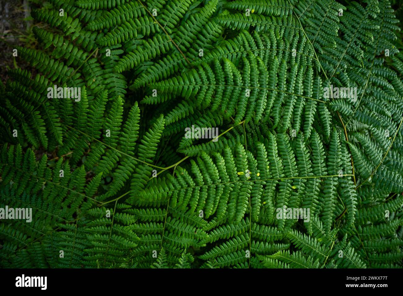 Lush green leaves fans hi-res stock photography and images - Alamy