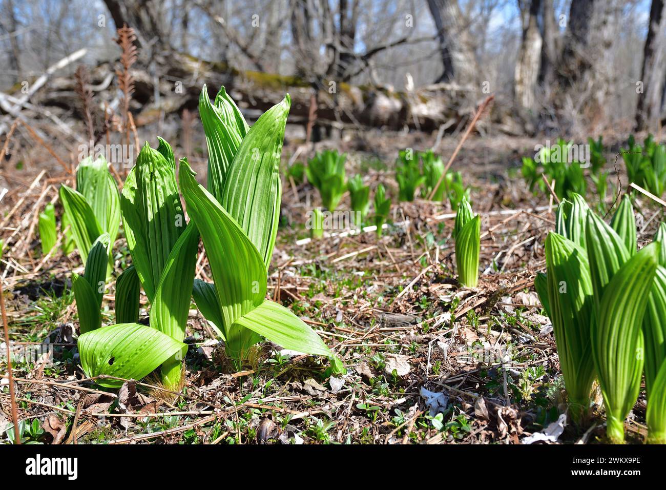 Indian Hellebore, Green false Hellebore, Veratrum Viride. Early spring green leafs Stock Photo