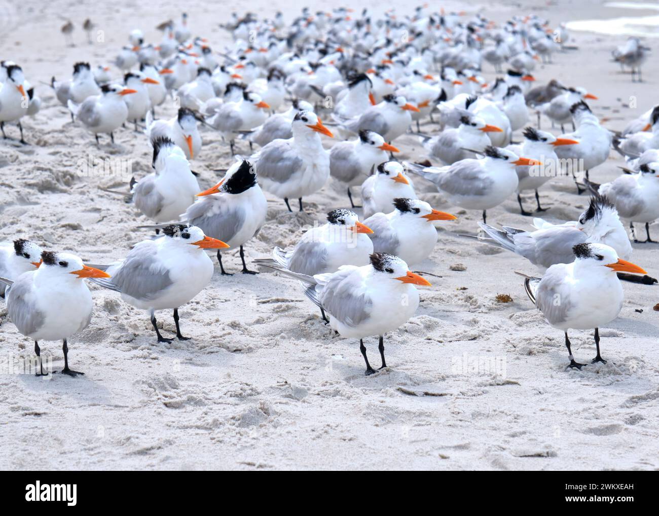 A large flock of Royal Terns facing into a stiff breeze gather on a beach in Naples Florida Stock Photo