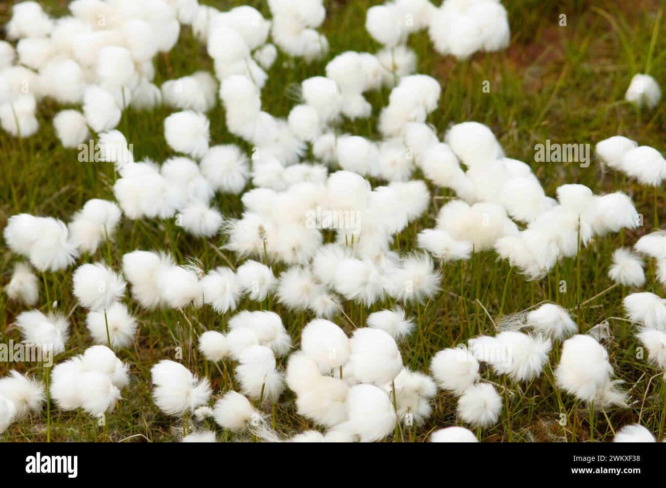 Alaska Cotton Grass Eriophorum brachyantherm flowering in the arctic tundra  Arctic National Wildlife Refuge ANWR Alaska Stock Photo