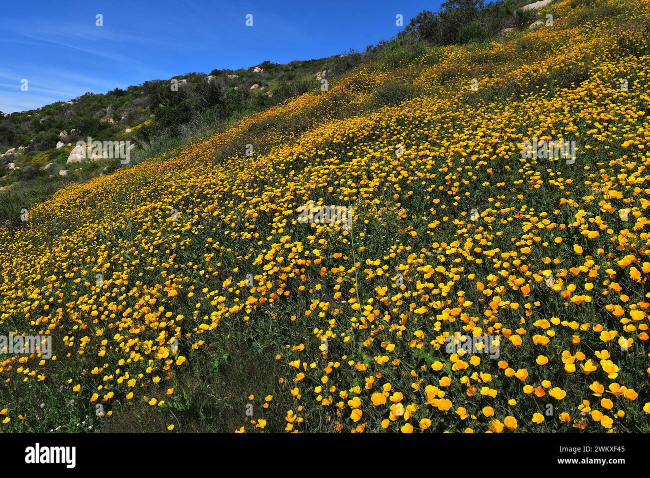 California Poppy Bloom in Rancho Bernardo Stock Photo