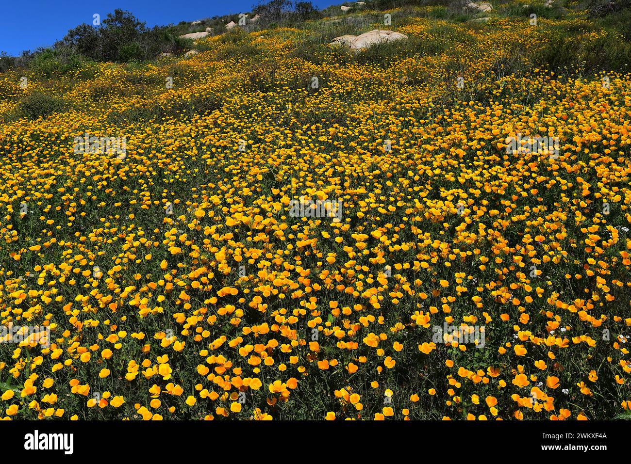California Poppy Bloom in Rancho Bernardo Stock Photo