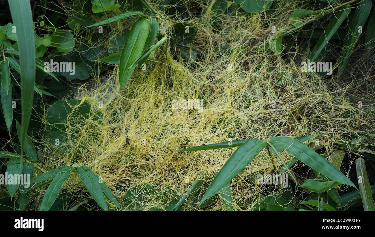 Cuscuta (tali putri, dodder, amarbel). Dodder is parasitic on a very wide variety of plants, including a number of agricultural and horticultural Stock Photo