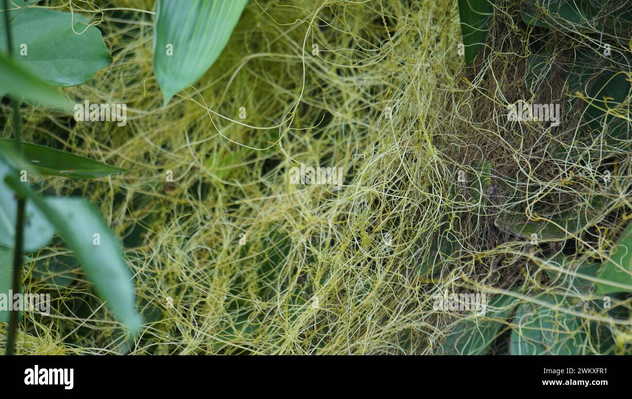 Cuscuta (tali putri, dodder, amarbel). Dodder is parasitic on a very wide variety of plants, including a number of agricultural and horticultural Stock Photo
