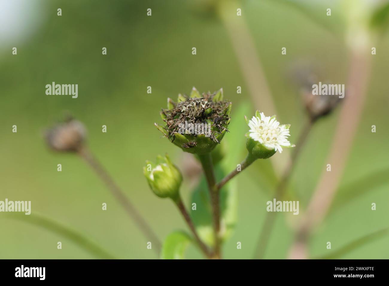 Eclipta alba (Urang-aring, false daisy, false daisy, yerba de tago, Karisalankanni, bhringraj) with natural background Stock Photo