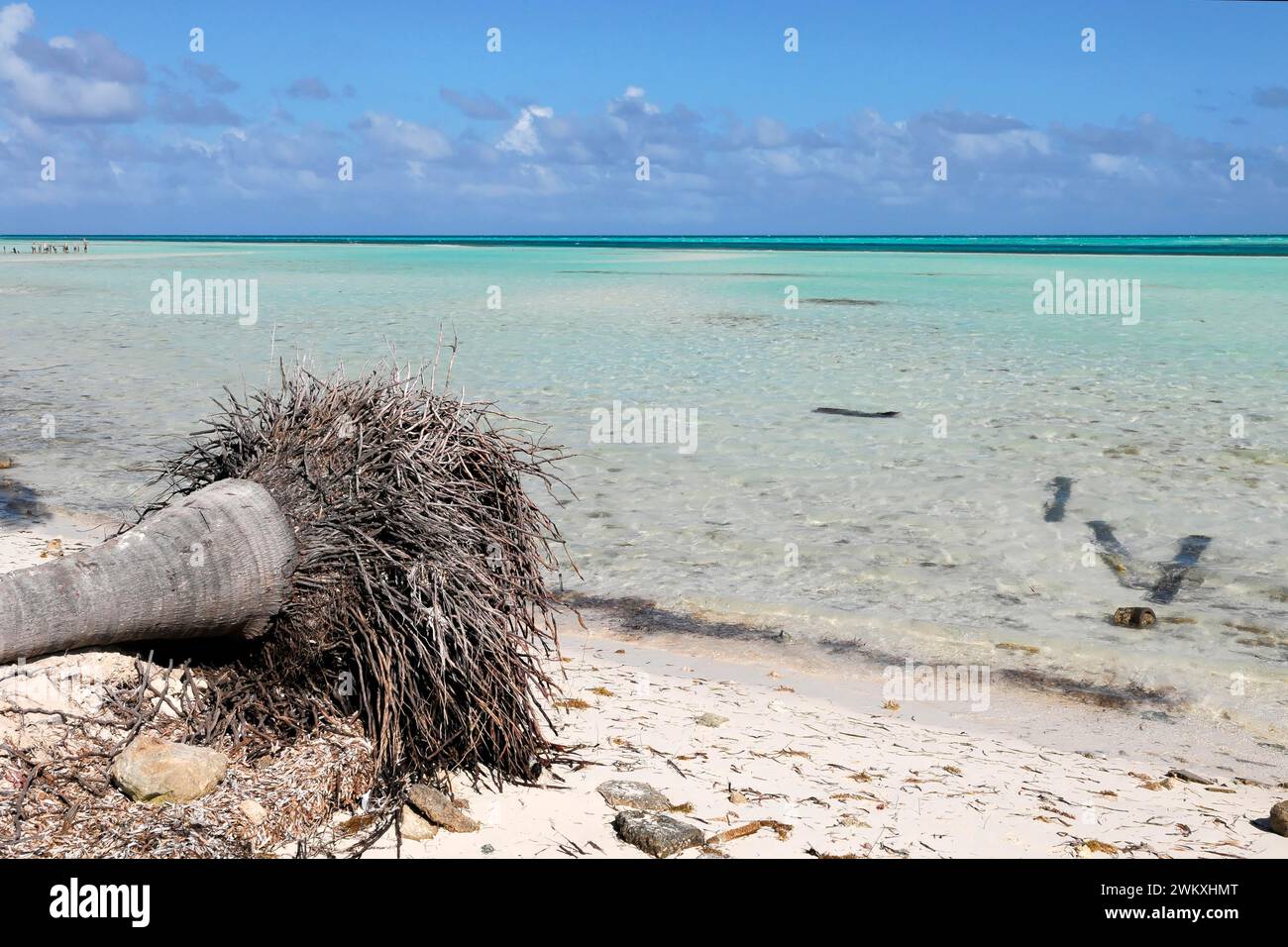 Fallen palm tree, Caya Coco, North Coast, Cuba, Greater Antilles, Caribbean, Central America, America Stock Photo