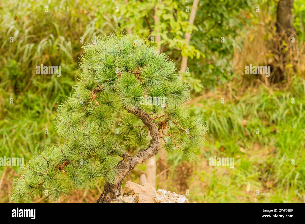 A small pine tree resembling a bonsai with dense green needles in a natural setting, in South Korea Stock Photo