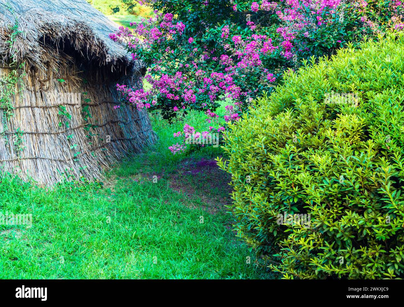 Thatched traditional structure surrounded by pink flowers and green shrubs, in South Korea Stock Photo