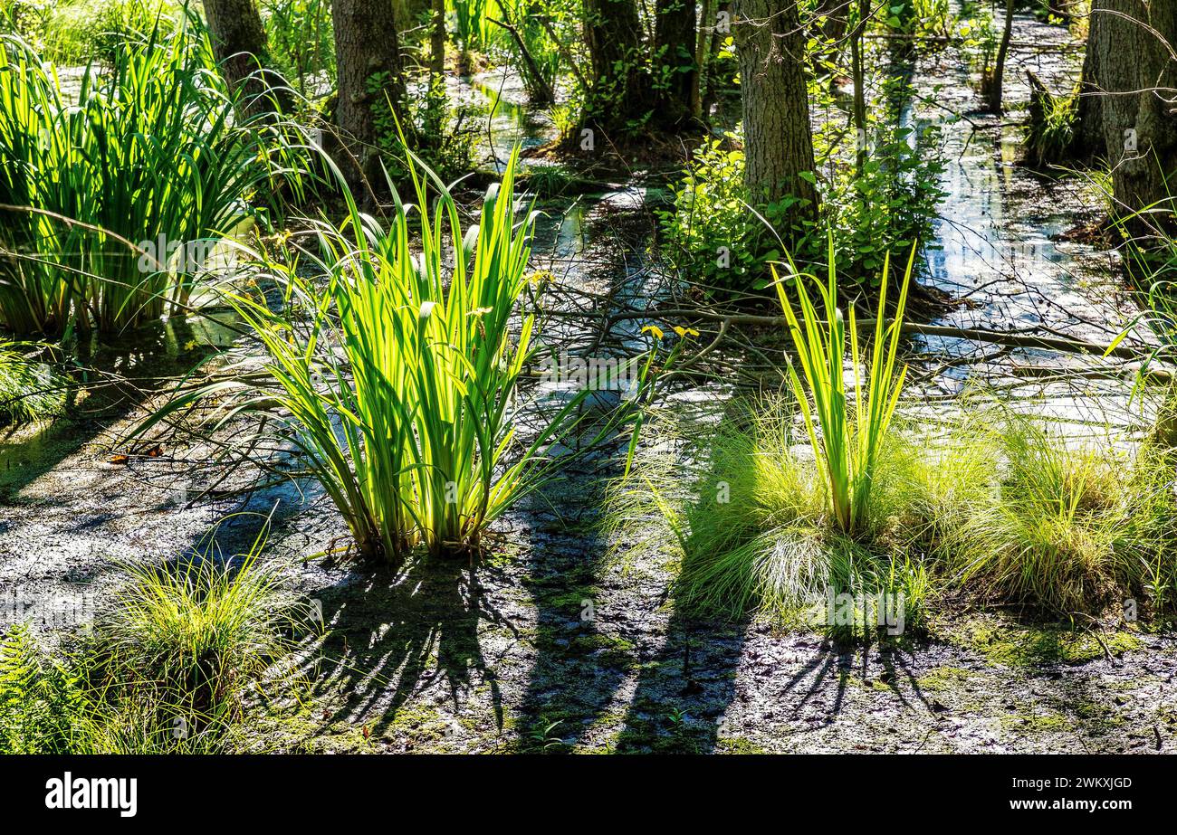 Landscape and nature around Berlin, Germany Stock Photo - Alamy