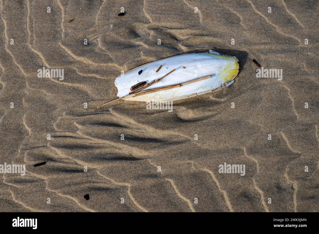 Cuttlefish shell washed up on a sandy beach, buoyant body and inner shell of the European common cuttlefish (Sepia officinalis), Monte Real, Portugal, Stock Photo