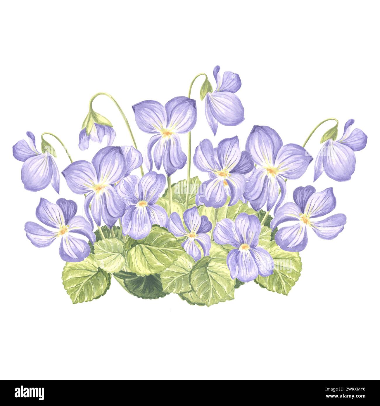 Watercolor wild violets with leaves and buds. Composition of pansy flower. Isolated hand drawn illustration of spring blossom. Template for card, pack Stock Photo