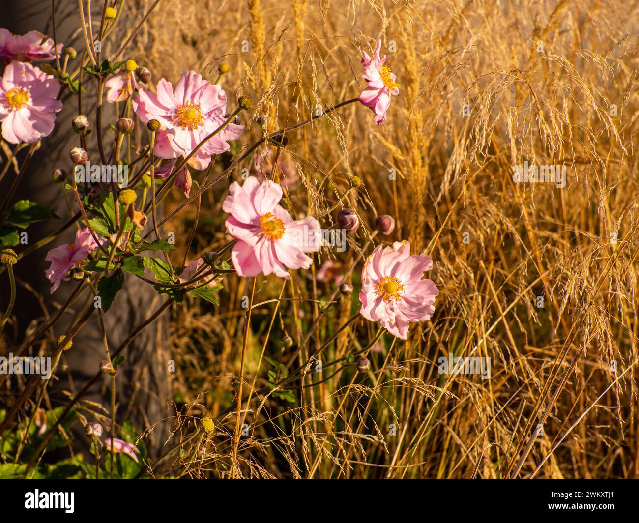 Anemone tomentosa Robustissima, or Grapeleaf Anemone in flower during the autumn Stock Photo