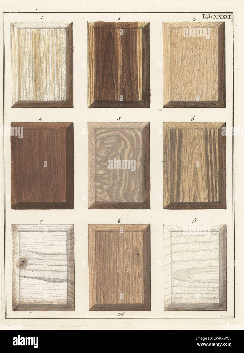 Brazil wood 1-3,5, Ceylon wood 4,6, Tacamahaca wood 7, India stone wood 8 and white Dutch poplar 9. Handcoloured copperplate engraving by Jan Christian Sepp from Martinus Houttuyn’s Icones Lignorum exoticorum et nostratium: Wood Science, Representations of Native and Exotic Woods, J.C. Sepp, Amsterdam, Holland, 1773. Stock Photo