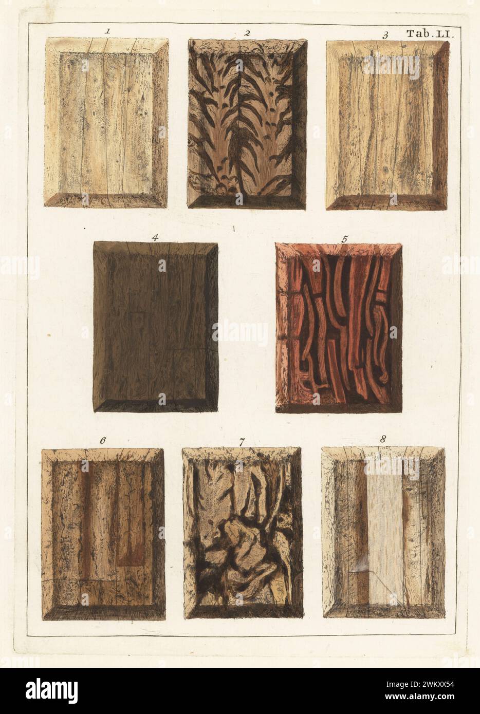 Marsh-mallow root 1, male fern root 2, succory root 3, jalap root 4, madder root 5, patience root 6, female fern root 7 and mandrake root 8. Handcoloured copperplate engraving by Jan Christian Sepp from Martinus Houttuyn’s Icones Lignorum exoticorum et nostratium: Wood Science, Representations of Native and Exotic Woods, J.C. Sepp, Amsterdam, Holland, 1773. Stock Photo