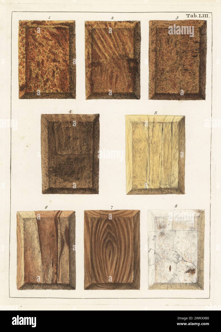 Rhubarb root 1-4, liquorice wood 5, parsley root 6, male Lignum vitae 7 and Hermodactyls root or colchicum 8. Handcoloured copperplate engraving by Jan Christian Sepp from Martinus Houttuyn’s Icones Lignorum exoticorum et nostratium: Wood Science, Representations of Native and Exotic Woods, J.C. Sepp, Amsterdam, Holland, 1773. Stock Photo