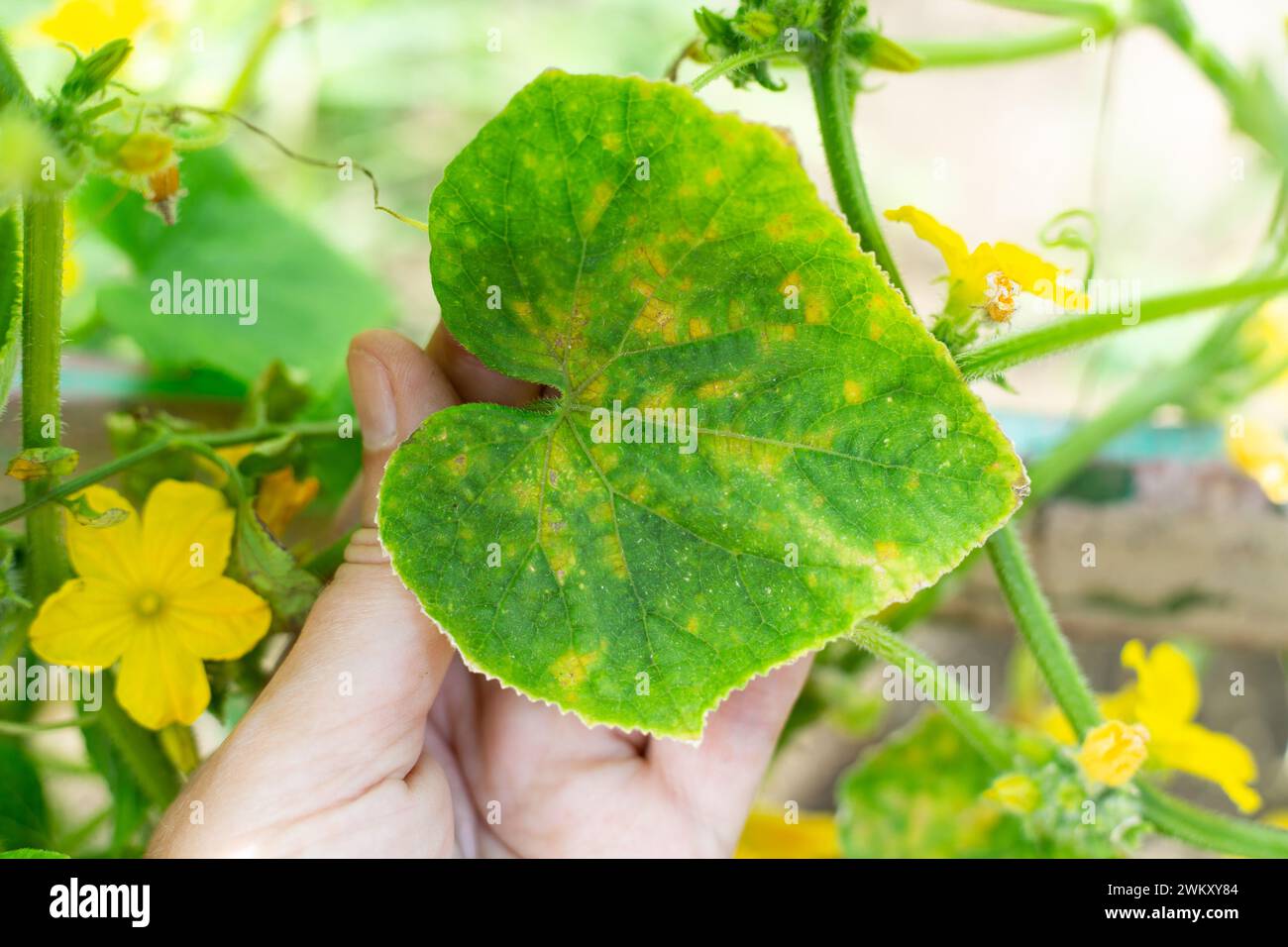 cucumber plant with yellow flowers and leaves affected by cucumber mosaic disease. Inspection of the plant. Stock Photo
