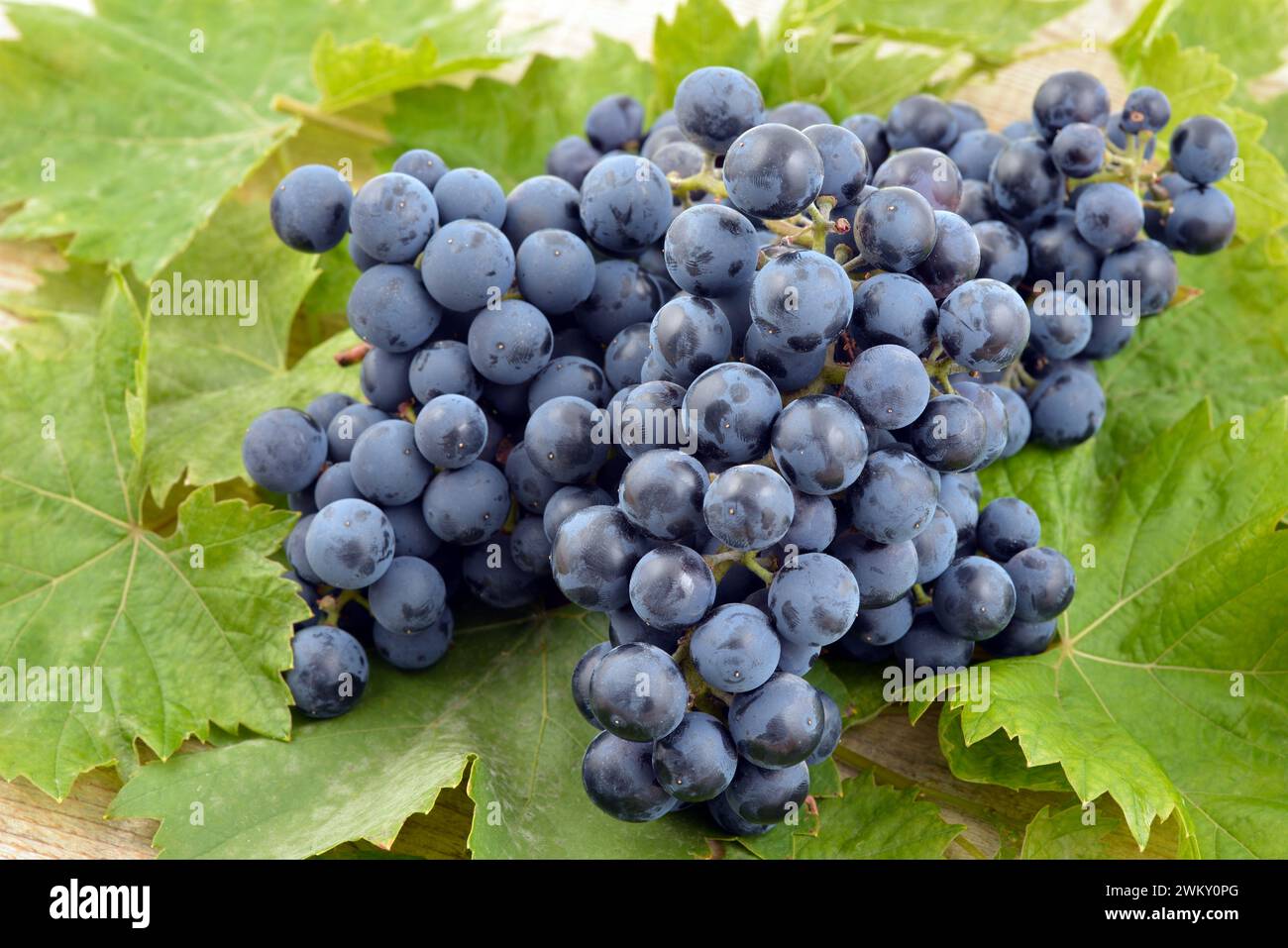 Blue muscat grapes bunch isolated on wooden background. Grapes with green leaves. Stock Photo